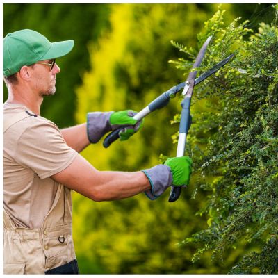 ¿Qué árboles y plantas se pueden podar en otoño?