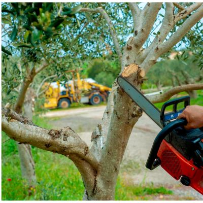 Restos de poda acumulados tras trabajos de poda en primavera en Gandia