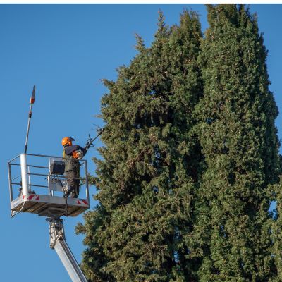 qué hacer con los restos de poda