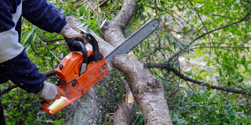 Errores comunes al podar árboles y arbustos