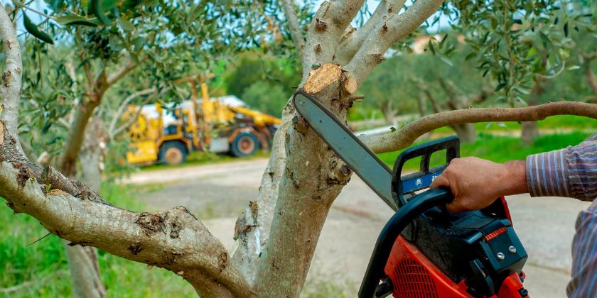 Qué puedes tirar en un contenedor de podas y cómo aprovechar los residuos verdes