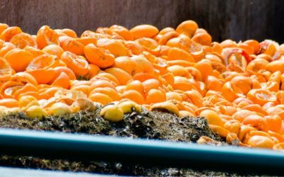 El uso de contenedores agroalimentarios