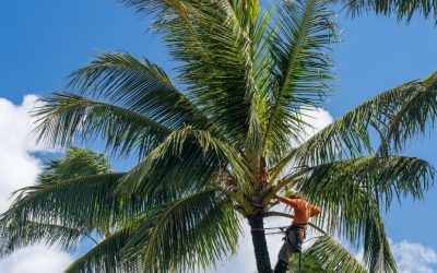 Poda de 4.600 palmeras en huertos ajardinados en Elche