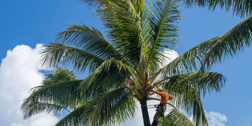Poda de 4.600 palmeras en huertos ajardinados en Elche