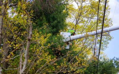 ¿Qué árboles y plantas se pueden podar en otoño?