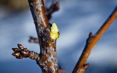 Cómo preparar tu jardín para el invierno: poda, limpieza y gestión de residuos