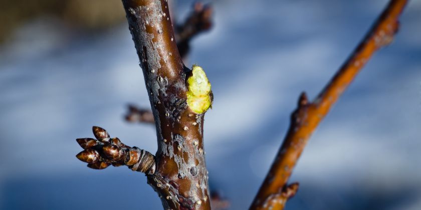 Poda de árboles y gestión de restos de poda en otoño