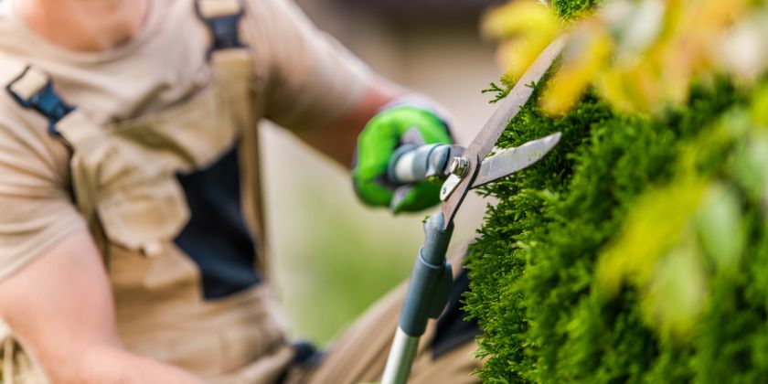 Poda de jardín en primavera en Gandia