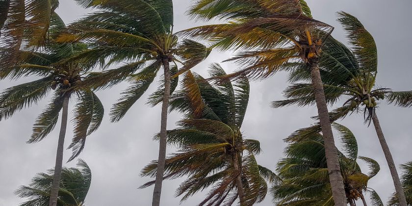 Qué revisar en los árboles del jardín después de viento fuerte o una tormenta